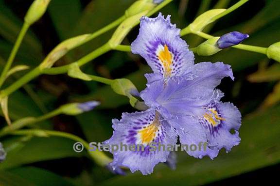 iris confusa 2 graphic